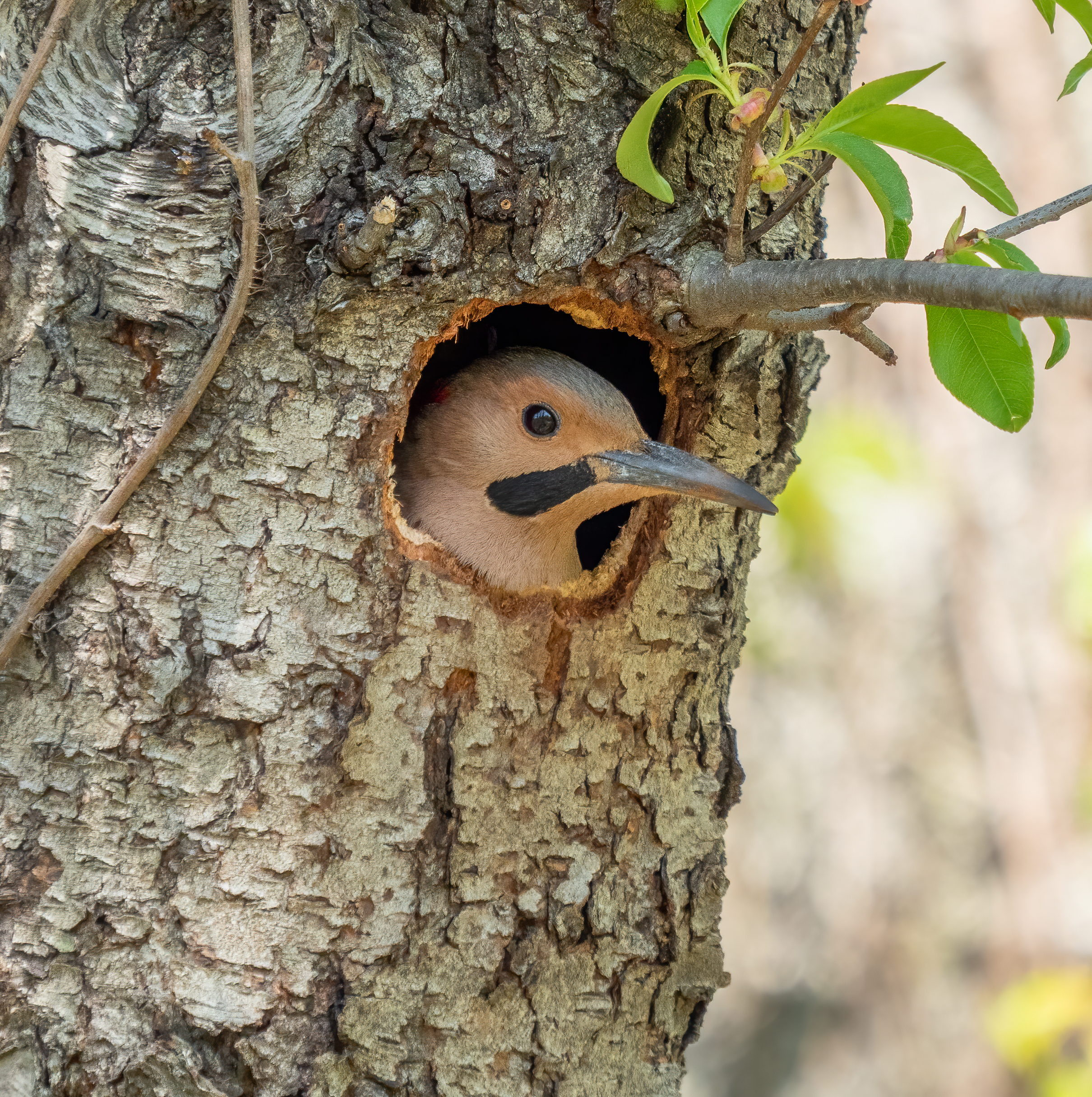 Northern flicker guarding its nest hole